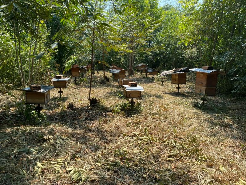 Apiario de Fundación Forestar en la Orinoquia colombiana