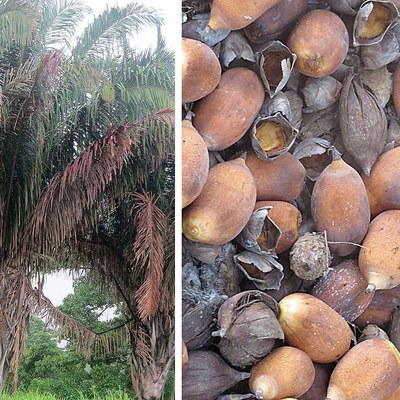 Attalea butyracea — Palma de vino