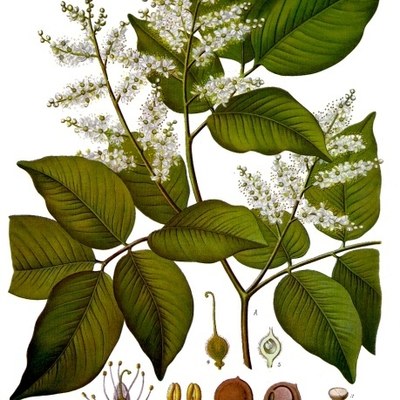 Copaifera officinalis — Copaíba
