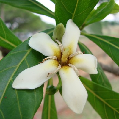 Genipa americana — Jagua