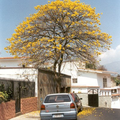 Handroanthus chrysanthus — Guayacán amarillo