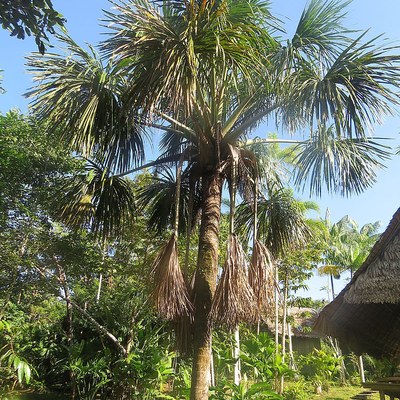 Mauritia flexuosa — Moriche