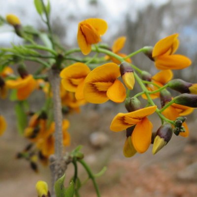Platymiscium pinnatum — Trébol