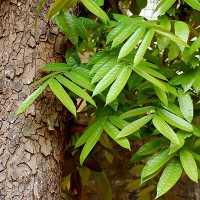 Swietenia macrophylla — Caoba