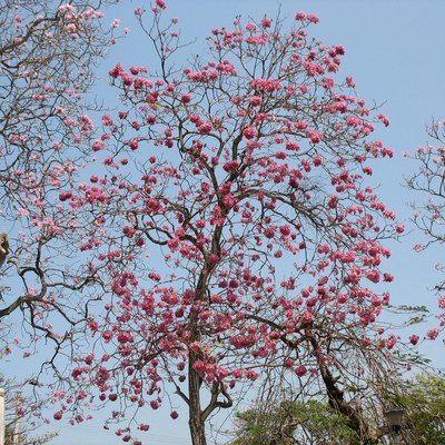 Tabebuia rosea — Ocobo