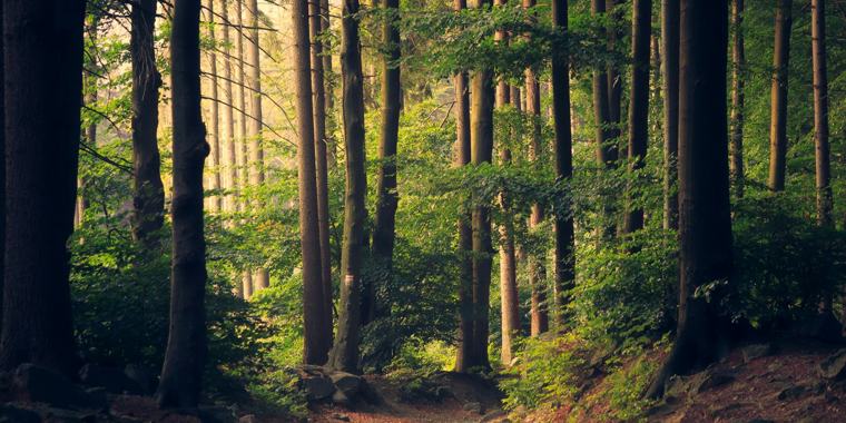 Carbon credits