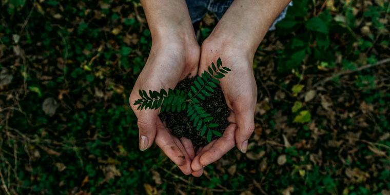 Ecological restoration
